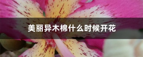 美丽异木棉什么时候开花