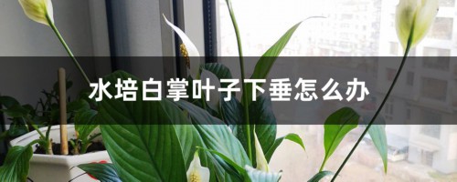 水培白掌叶子下垂怎么办