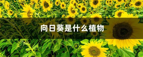 向日葵是什么植物（重瓣向日葵）