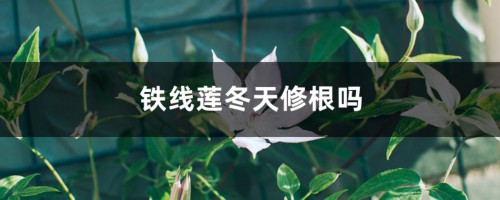 铁线莲冬天修根吗