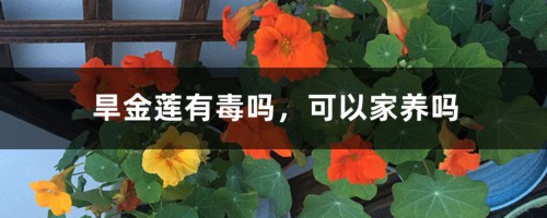 旱金莲有毒吗，可以家养吗