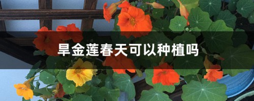 旱金莲春天可以种植吗