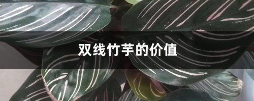 双线竹芋的价值