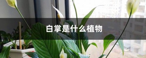 白掌是什么植物