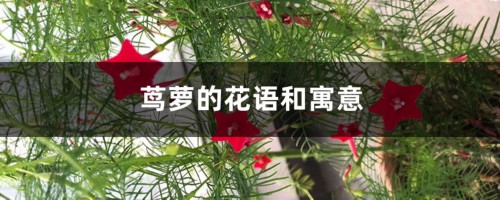 茑萝的花语和寓意，适合送给什么人