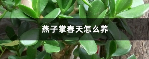 燕子掌春天怎么养