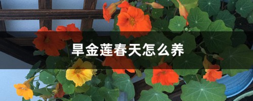 旱金莲春天怎么养