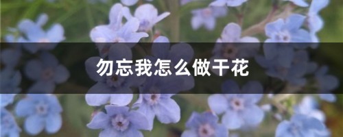 勿忘我怎么做干花