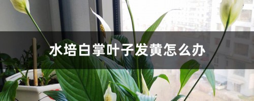 水培白掌叶子发黄怎么办