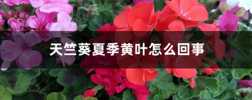 天竺葵夏季黄叶怎么回事