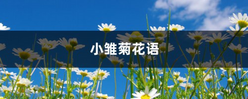 小雏菊花语，小雏菊图片