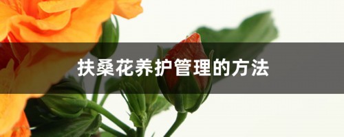 扶桑花养护管理的方法，有什么注意事项