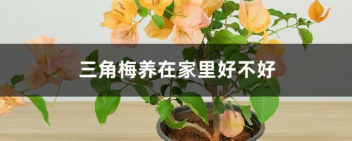 三角梅养在家里好不好，养殖温度