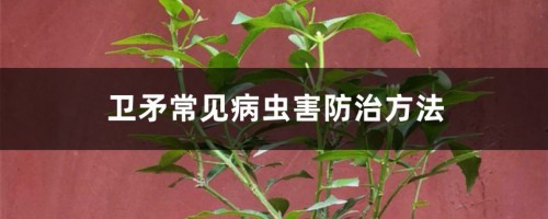 卫矛常见病虫害防治方法