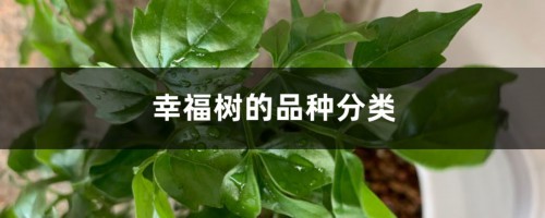 幸福树的品种分类