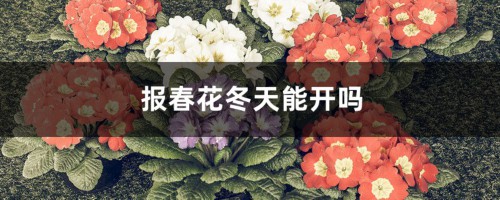 报春花冬天能开吗