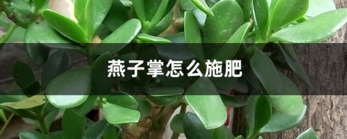 燕子掌怎么施肥