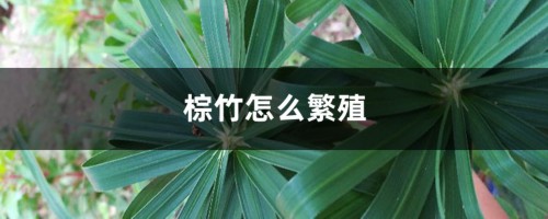 棕竹怎么繁殖