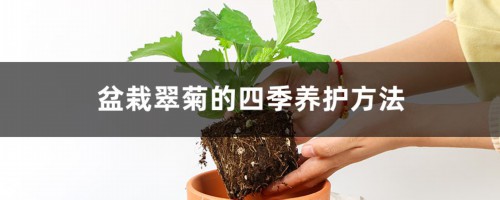 盆栽翠菊的四季养护方法