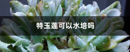 特玉莲可以水培吗