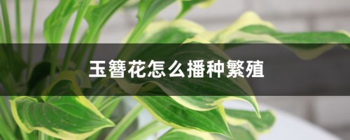 玉簪花怎么播种繁殖