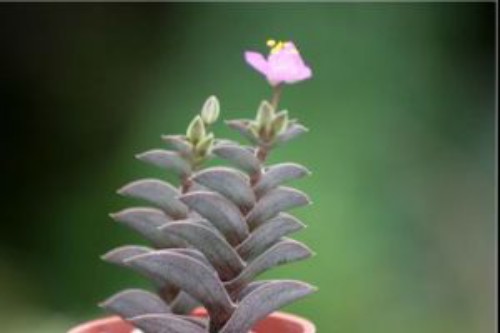 重扇会开花吗